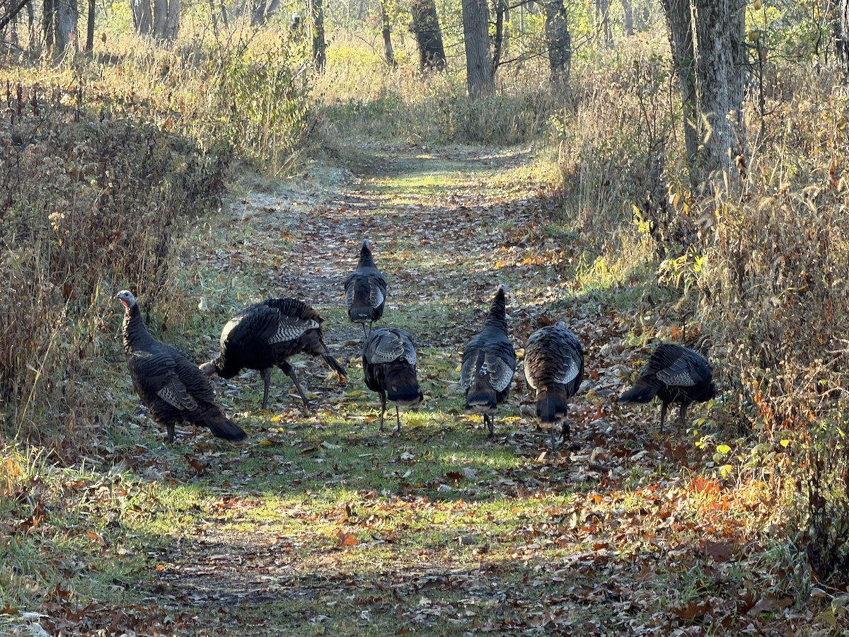 Indioilar arrunta - ML644522763