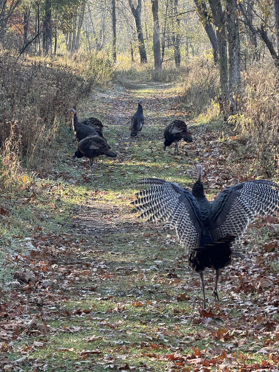 Indioilar arrunta - ML644522764