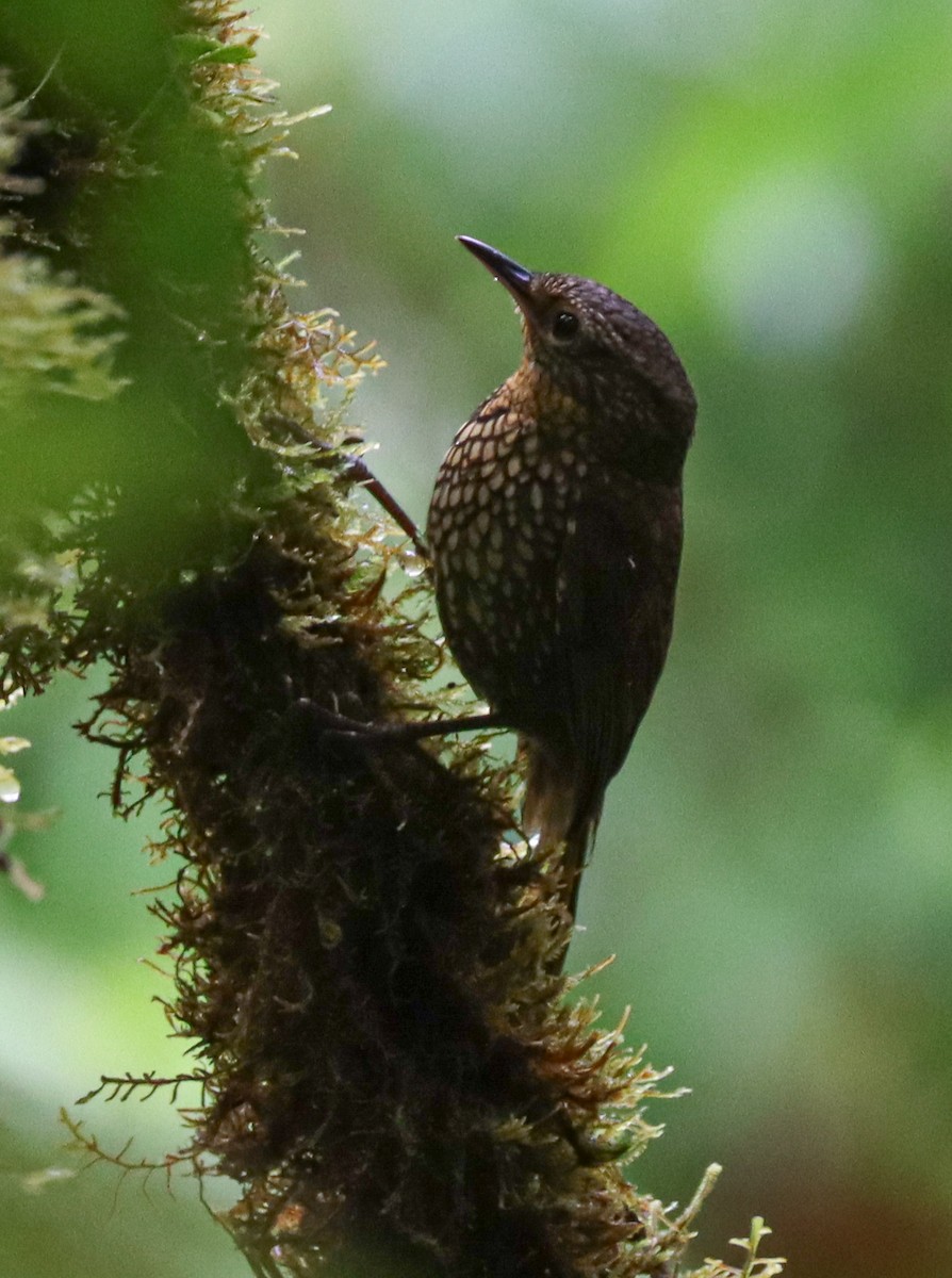 Spotted Barbtail - ML644522765