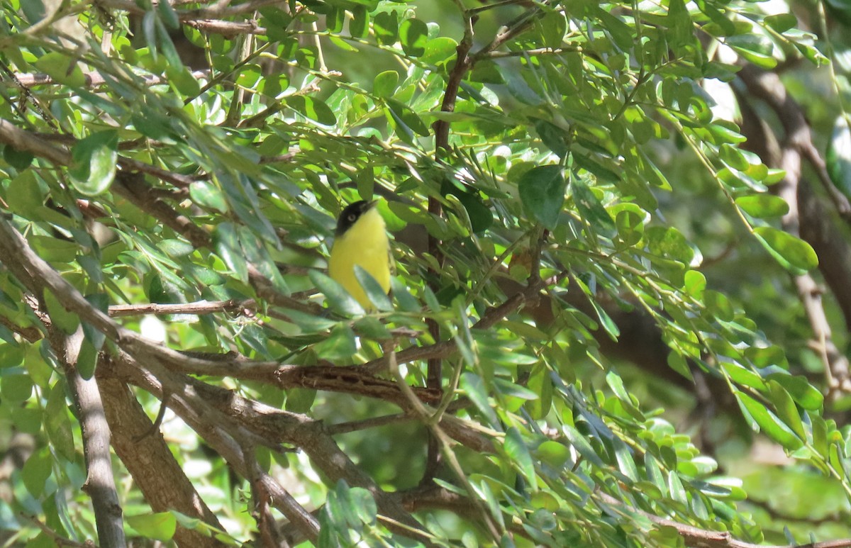 Common Tody-Flycatcher - ML644522766