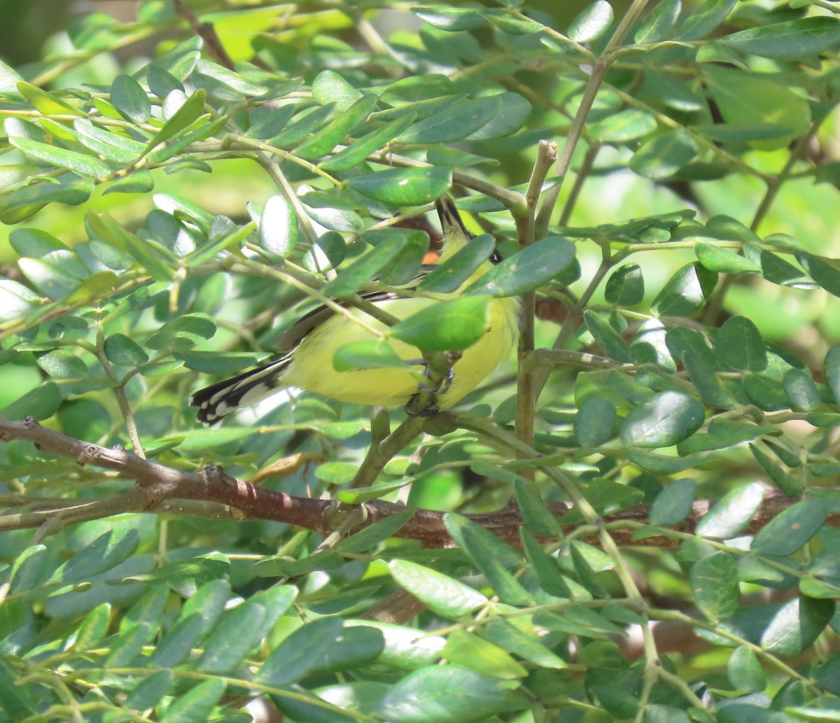 Common Tody-Flycatcher - ML644522767