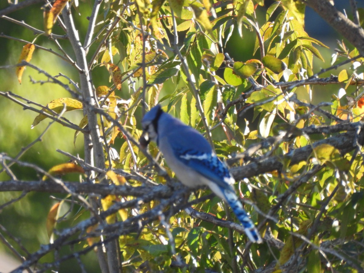 Blue Jay - ML644522769