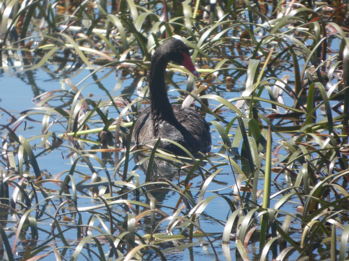 Beltxarga beltza - ML644522771