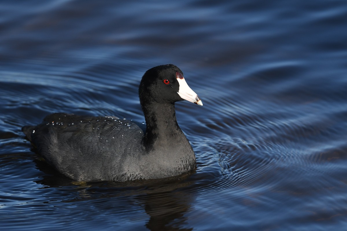 Kopetazuri amerikarra - ML644522773