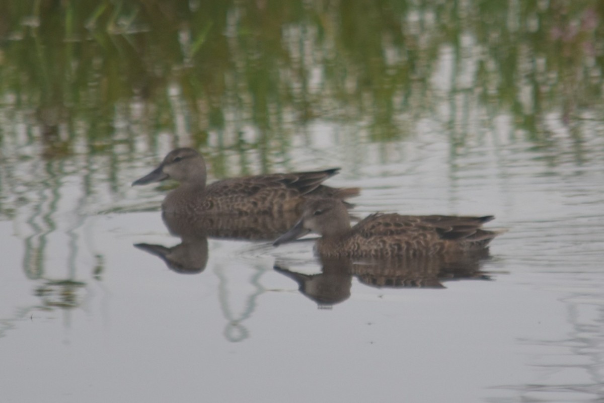 Zertzeta hegalurdina - ML644522774