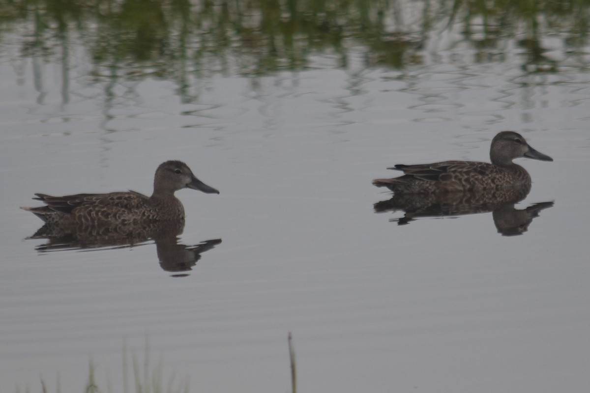 Zertzeta hegalurdina - ML644522775