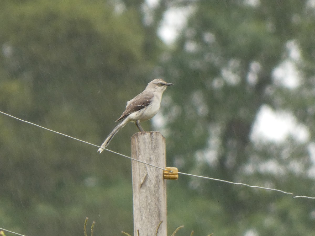 Tropical Mockingbird - ML644522776