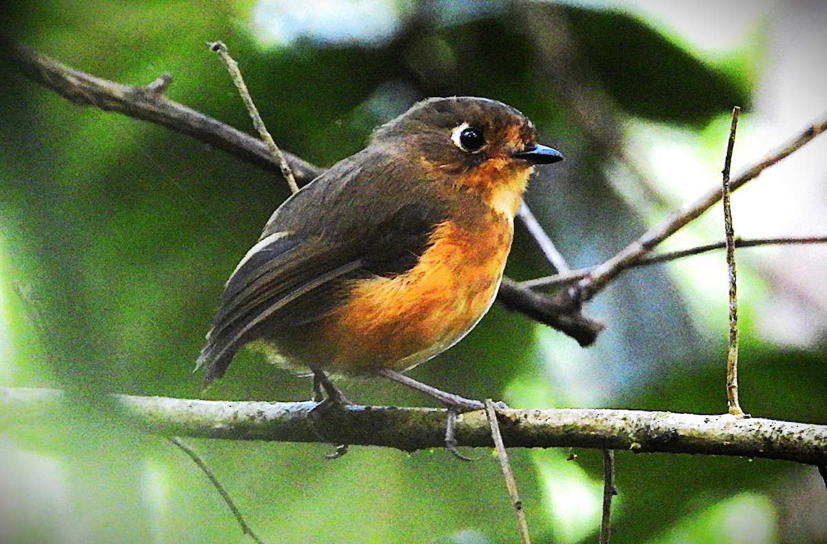 Leymebamba Antpitta - ML644522777