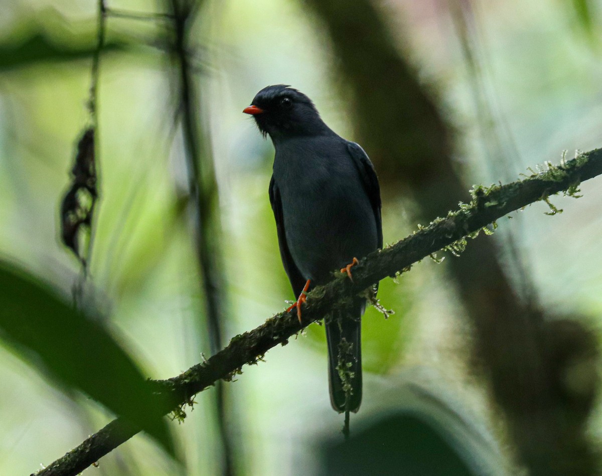 Black-faced Solitaire - ML644522779