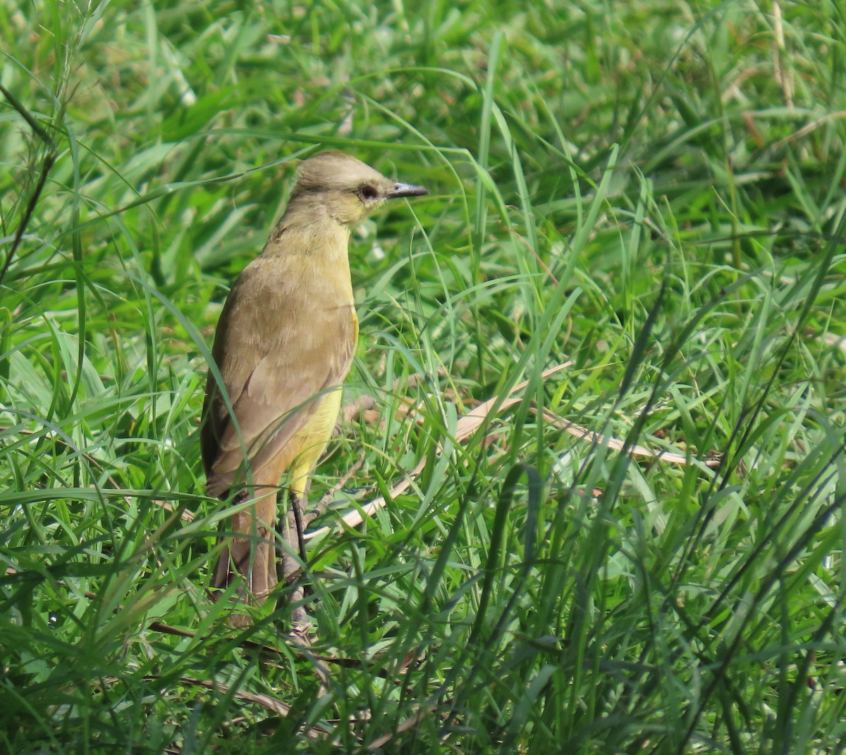 Tirano itzaina - ML644522780