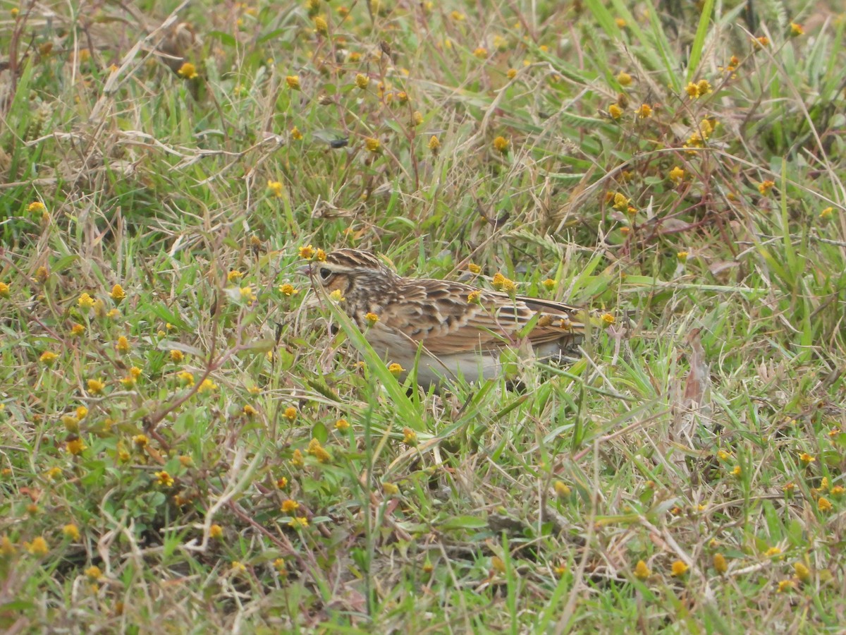 Oriental Skylark - ML644522782