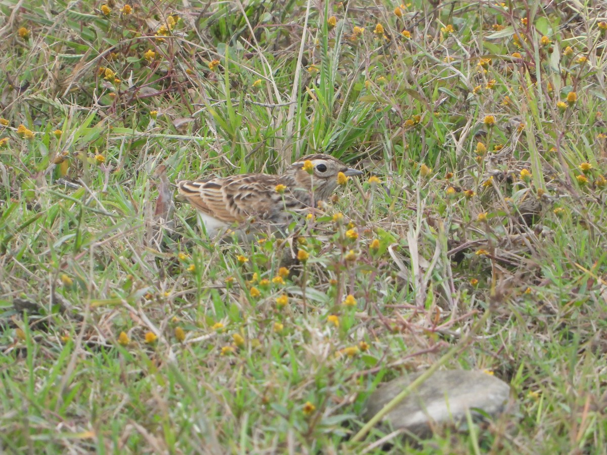 Oriental Skylark - ML644522784