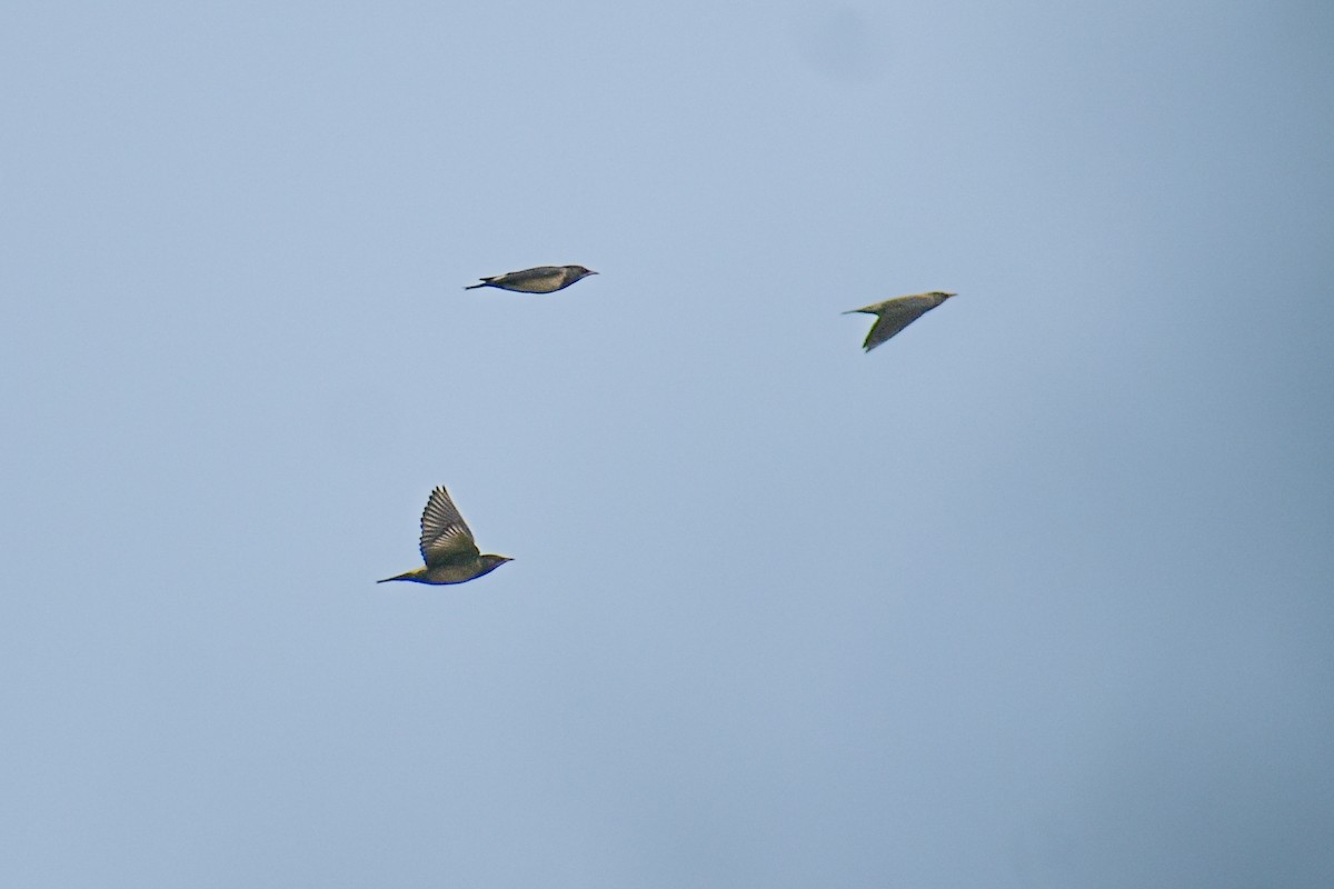 Arabazozo gorrizta - ML644522785