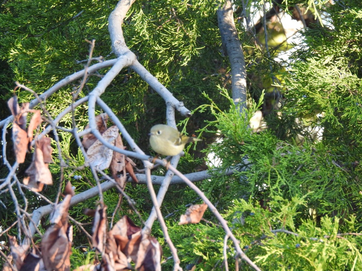 Erregetxo mottogorria - ML644522786