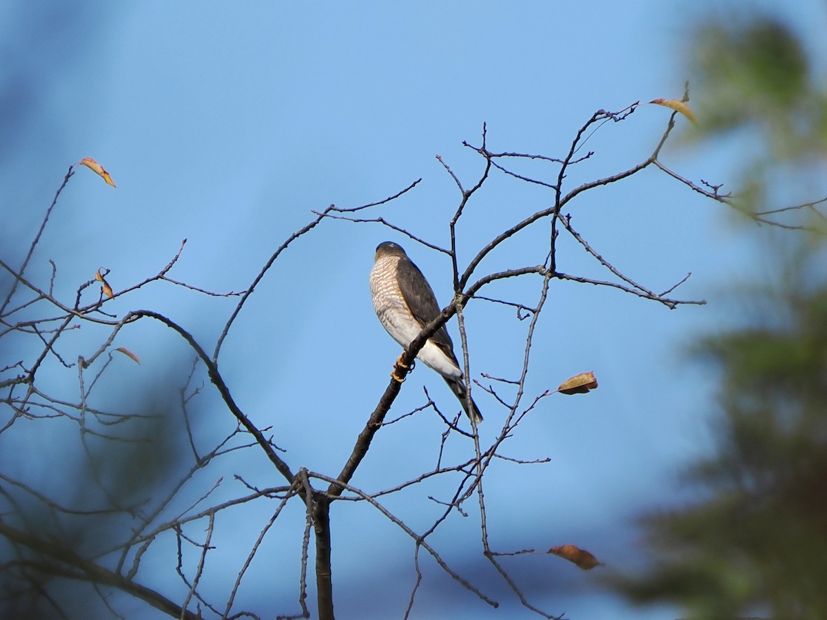 Gavilán Americano - ML644522791