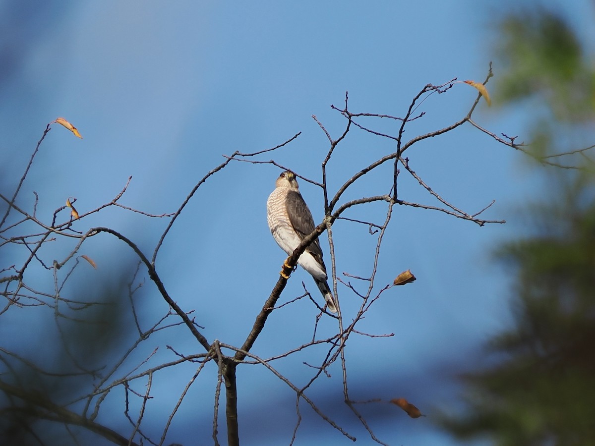 Gavilán Americano - ML644522792