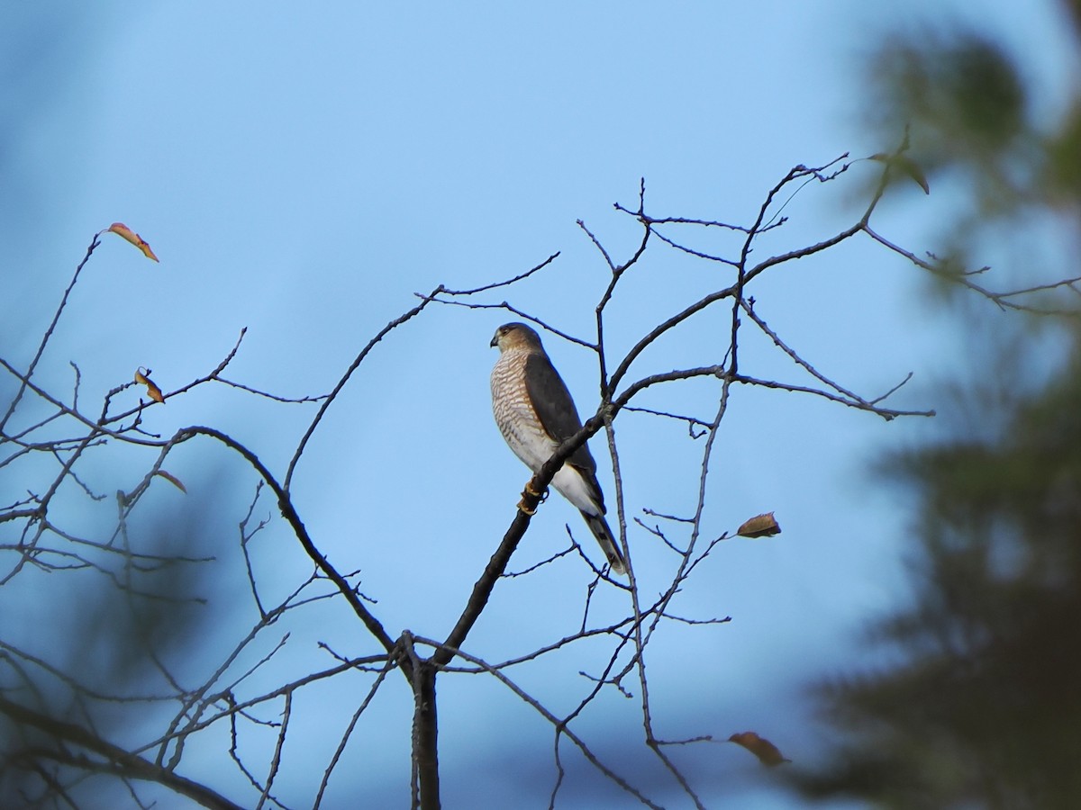 Gavilán Americano - ML644522793
