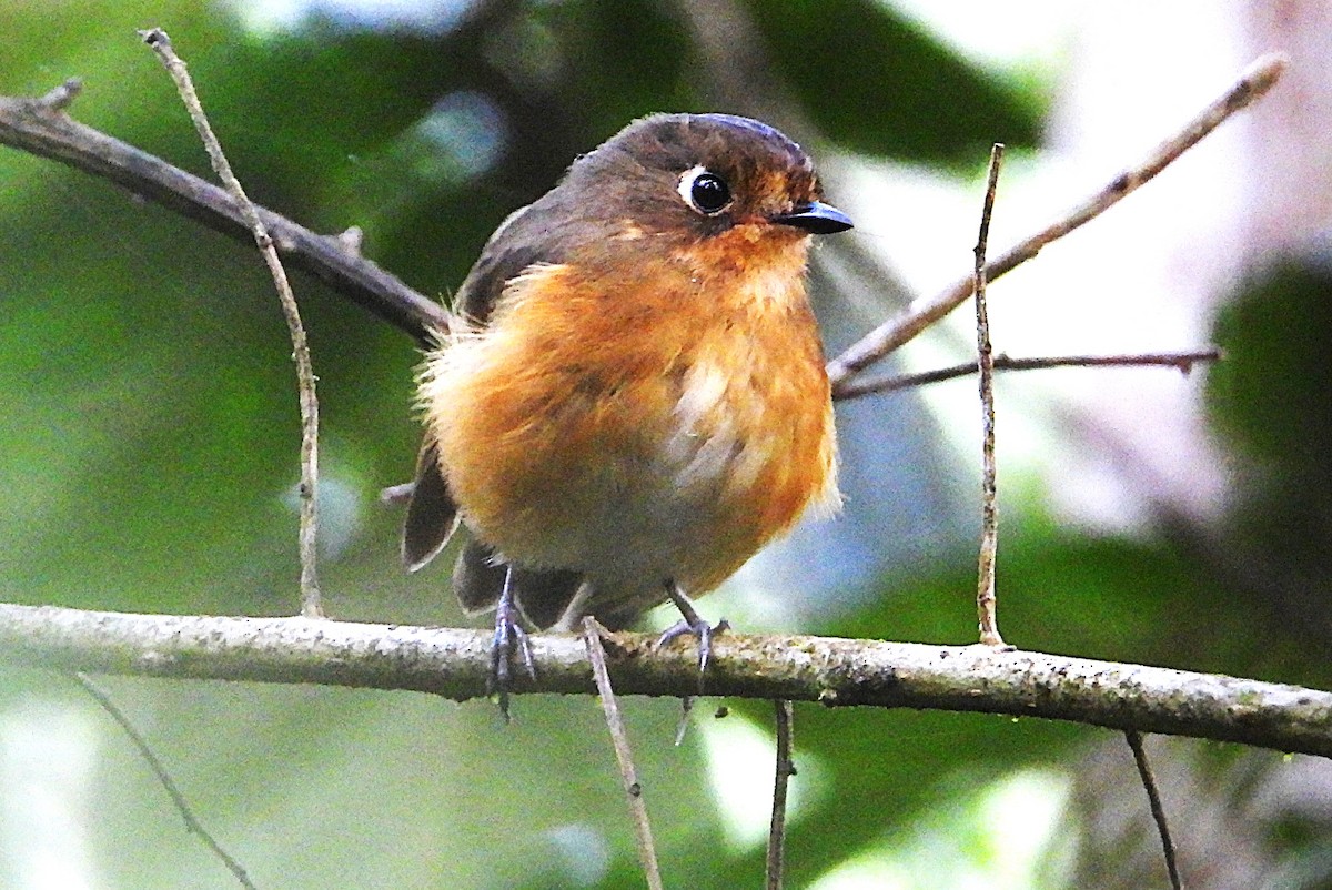 Leymebamba Antpitta - ML644522794