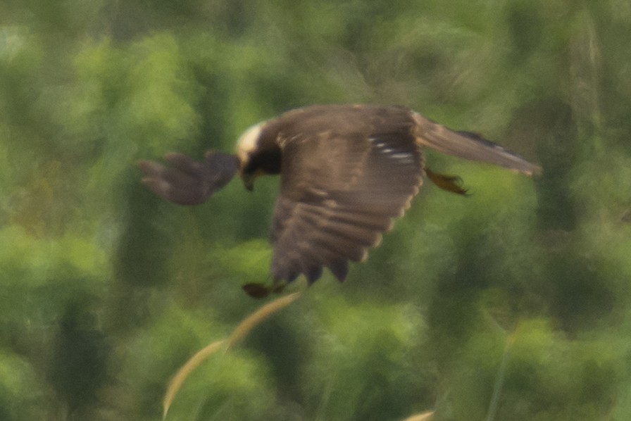 Western Marsh Harrier - ML644522796