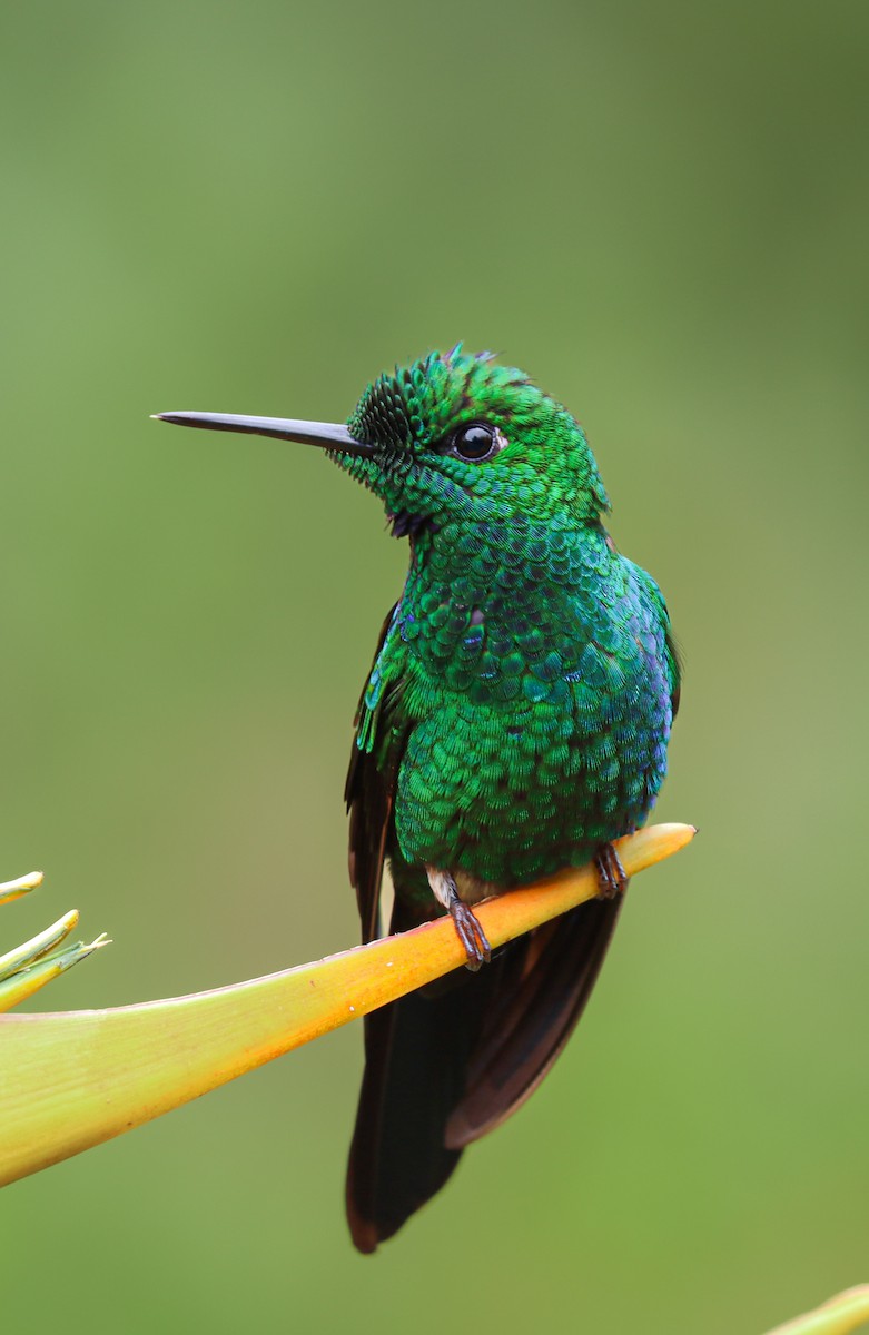 Колібрі-діамант колумбійський - ML644522800