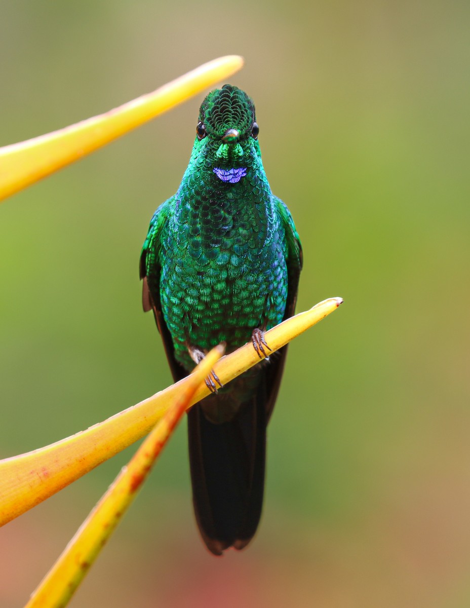 Колібрі-діамант колумбійський - ML644522801