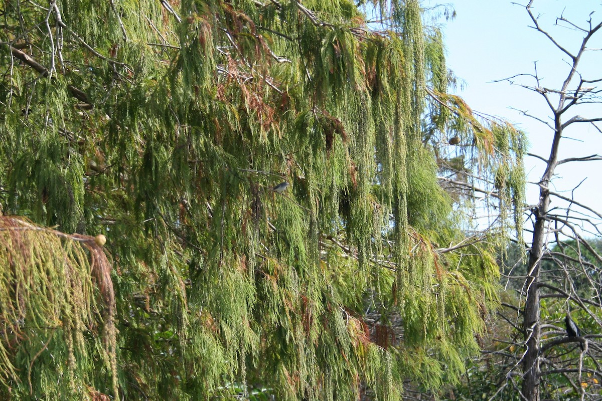 Blue-gray Gnatcatcher - ML644522806