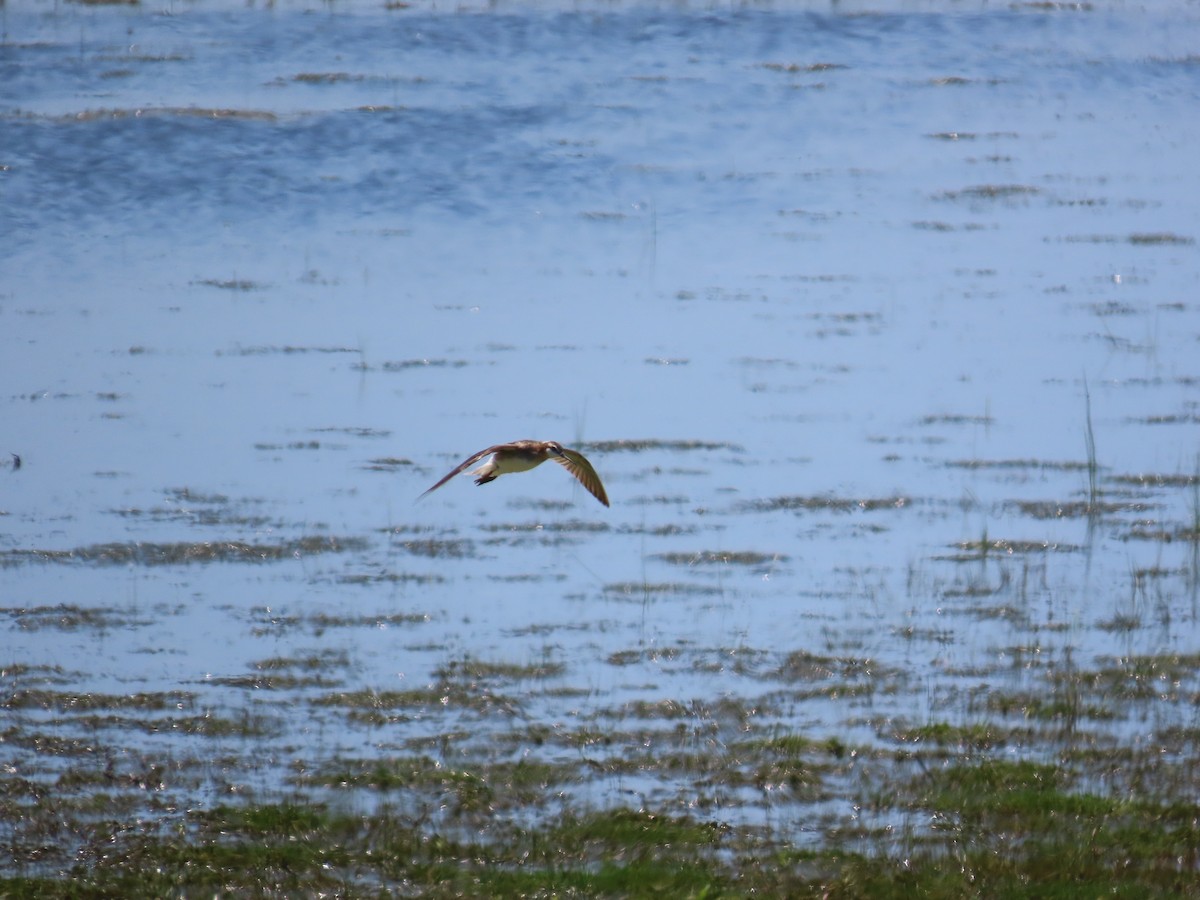 Wilson's Phalarope - ML644522808
