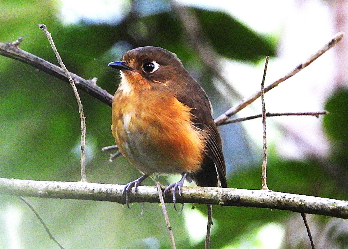 Leymebamba Antpitta - ML644522810