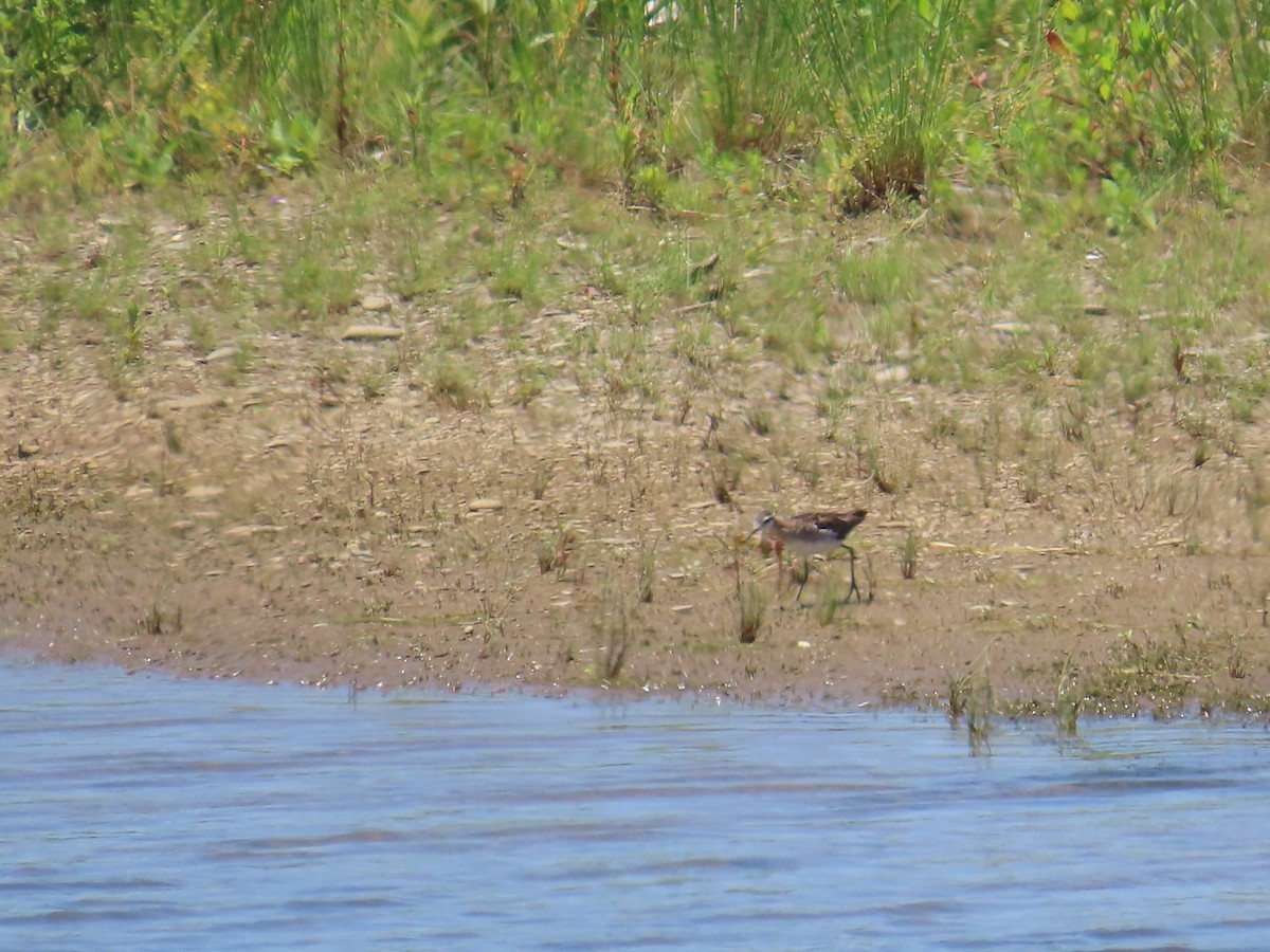 Wilson's Phalarope - ML644522812