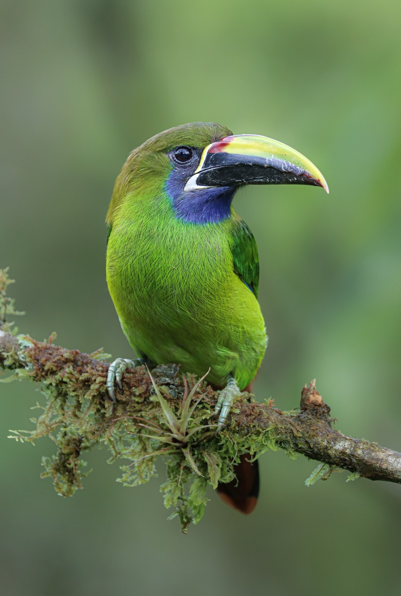 Northern Emerald-Toucanet - ML644522819