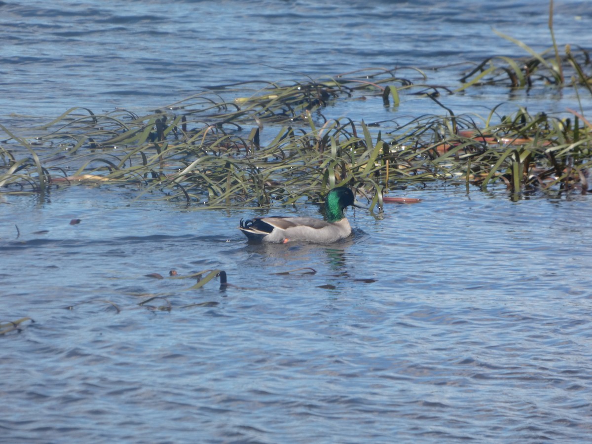 Mallard (Domestic type) - ML644522822