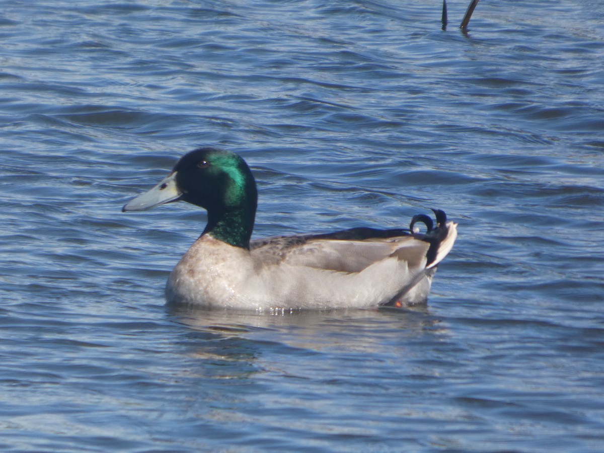 Mallard (Domestic type) - ML644522823