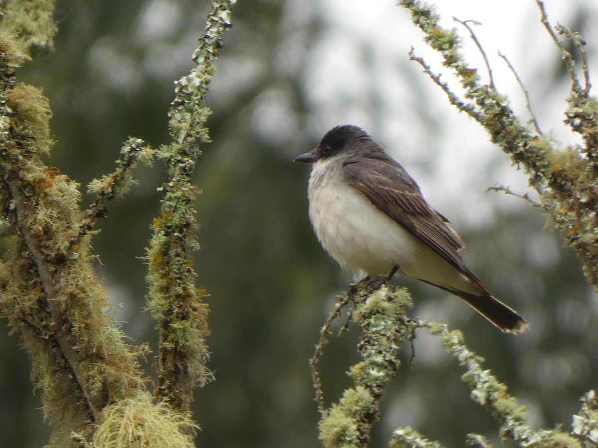 Tyran tritri - ML644522827