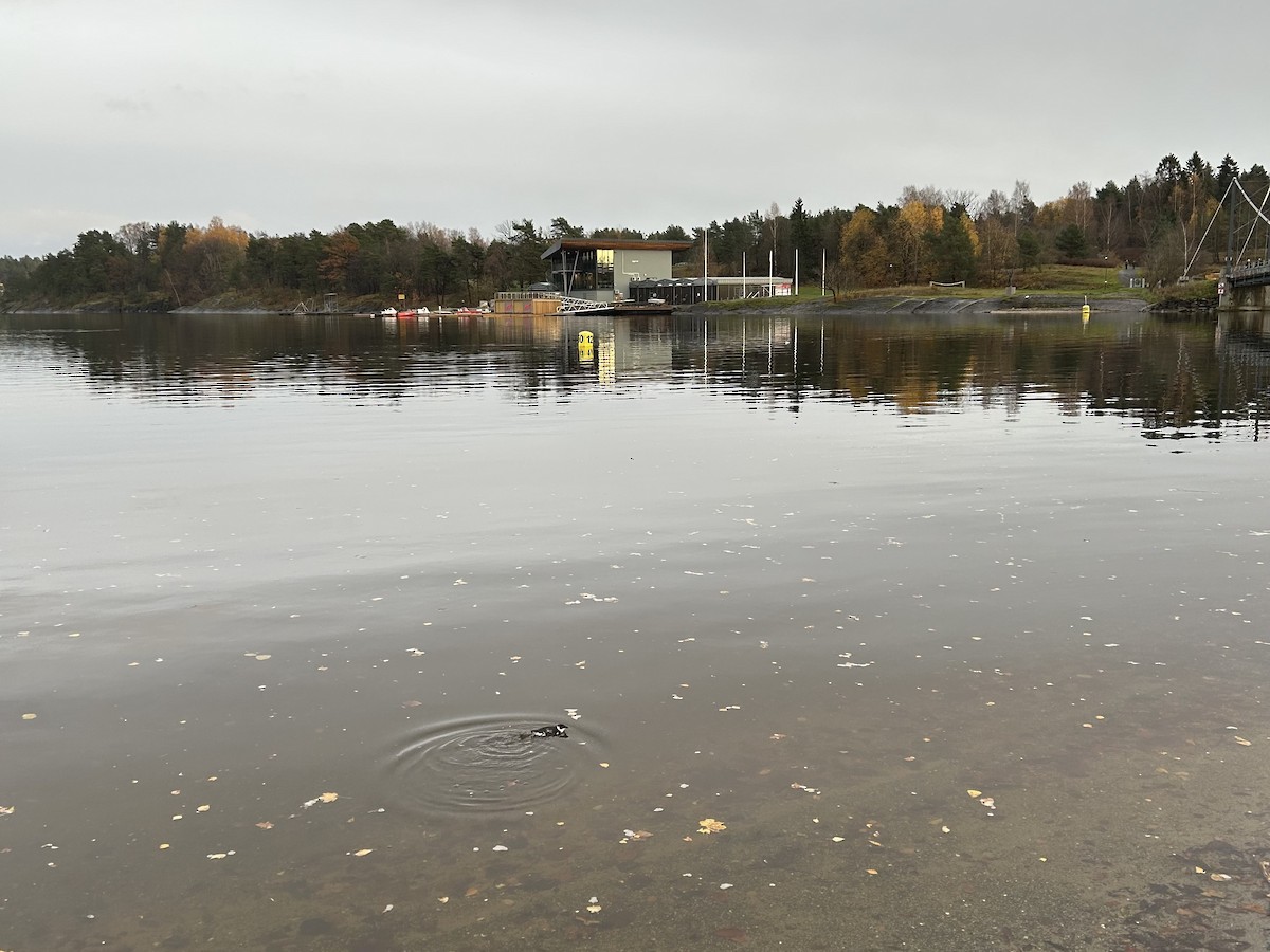 Dovekie - ML644522829