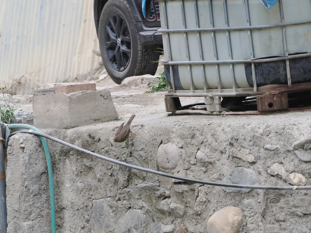 Chiguanco Thrush - ML644522830