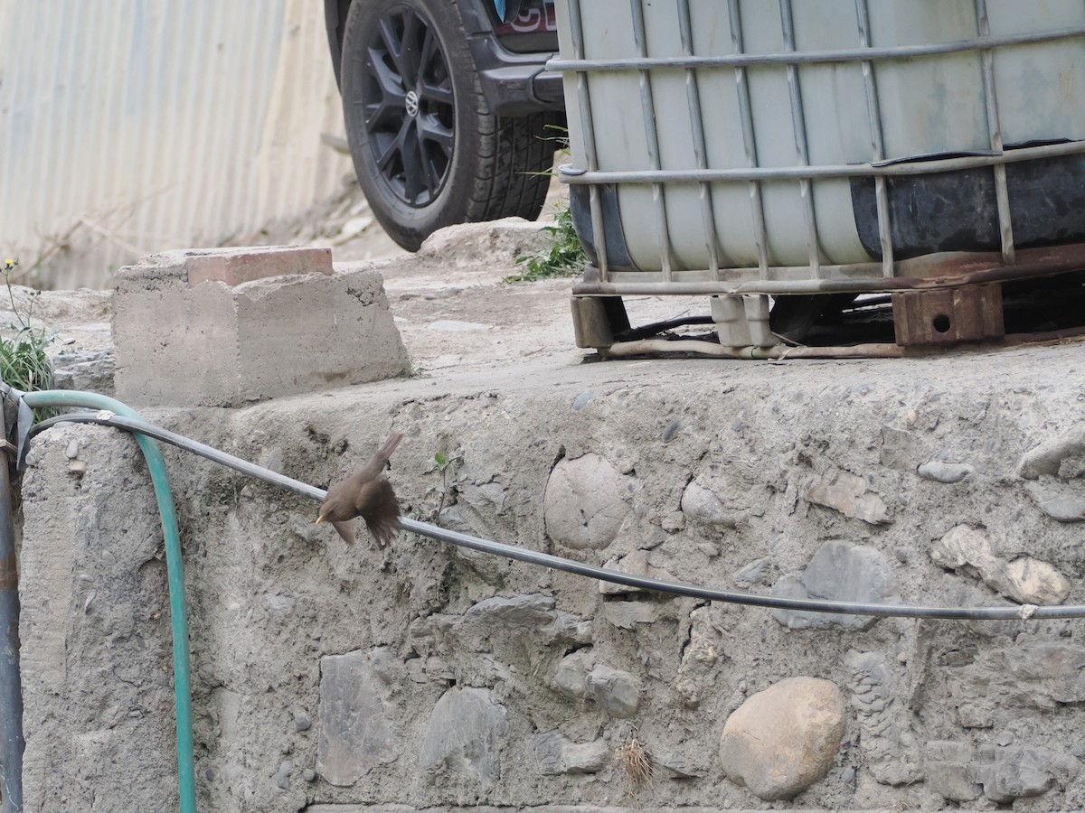 Chiguanco Thrush - ML644522831