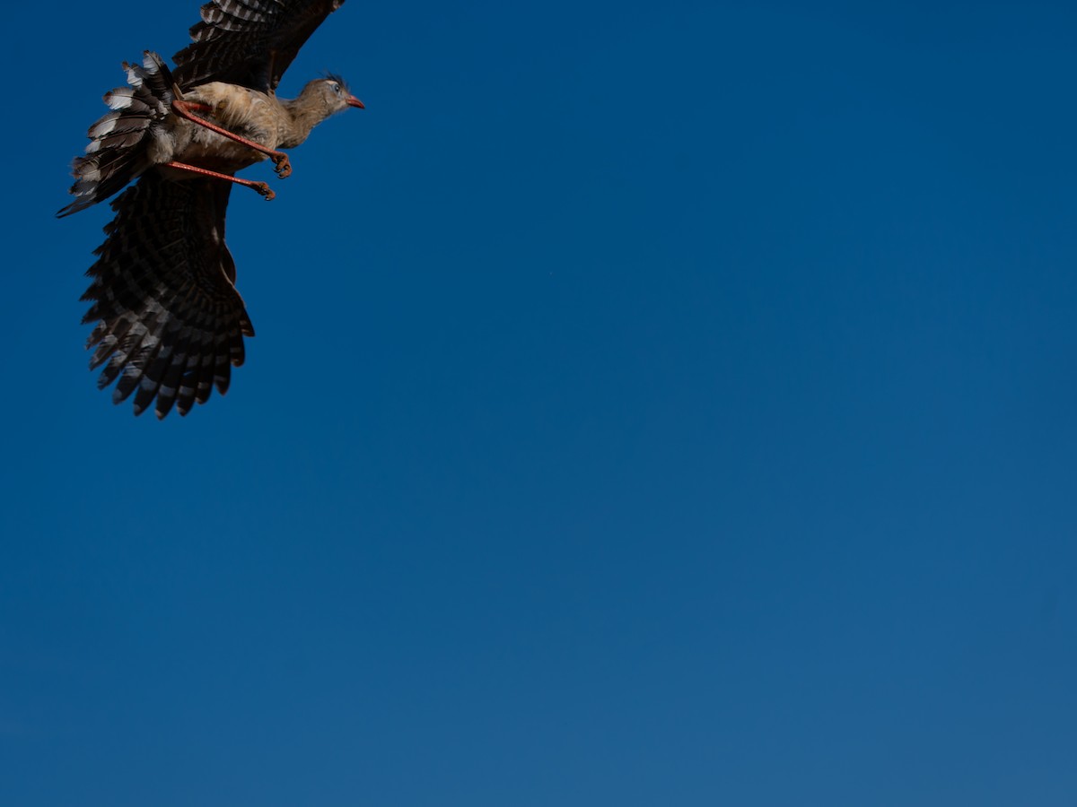 Red-legged Seriema - ML644522832