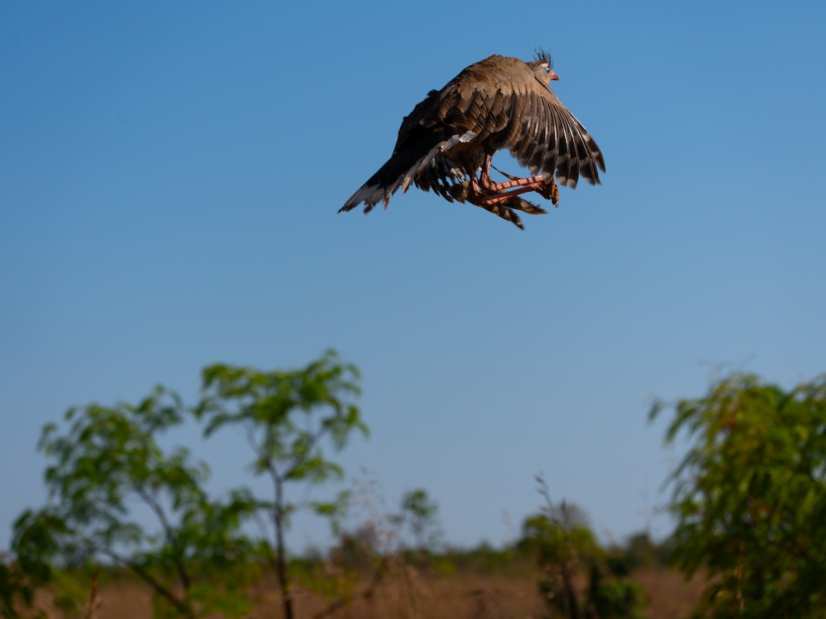 Red-legged Seriema - ML644522833