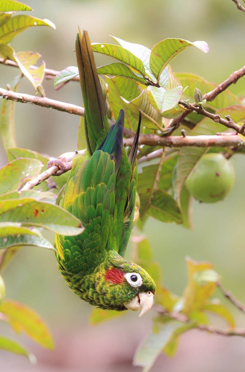 Sulphur-winged Parakeet - ML644522834