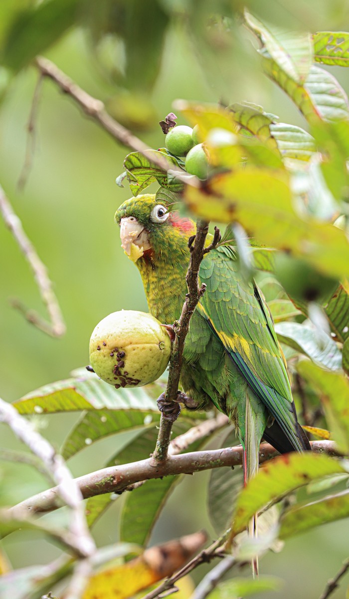 Sulphur-winged Parakeet - ML644522835