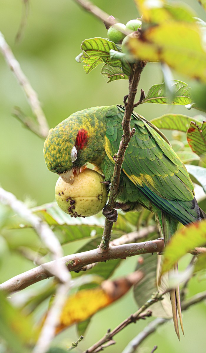 Sulphur-winged Parakeet - ML644522836