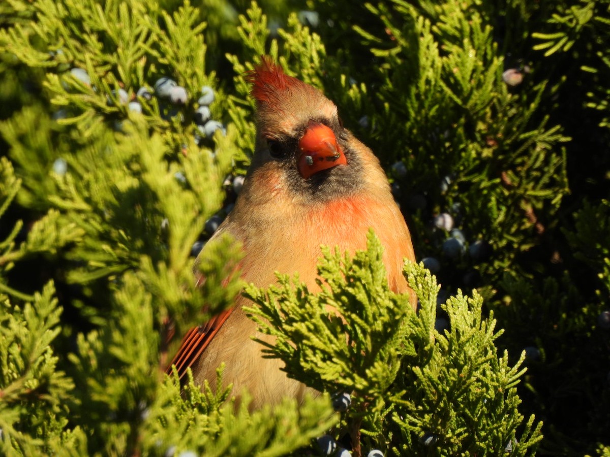 Northern Cardinal - ML644522838