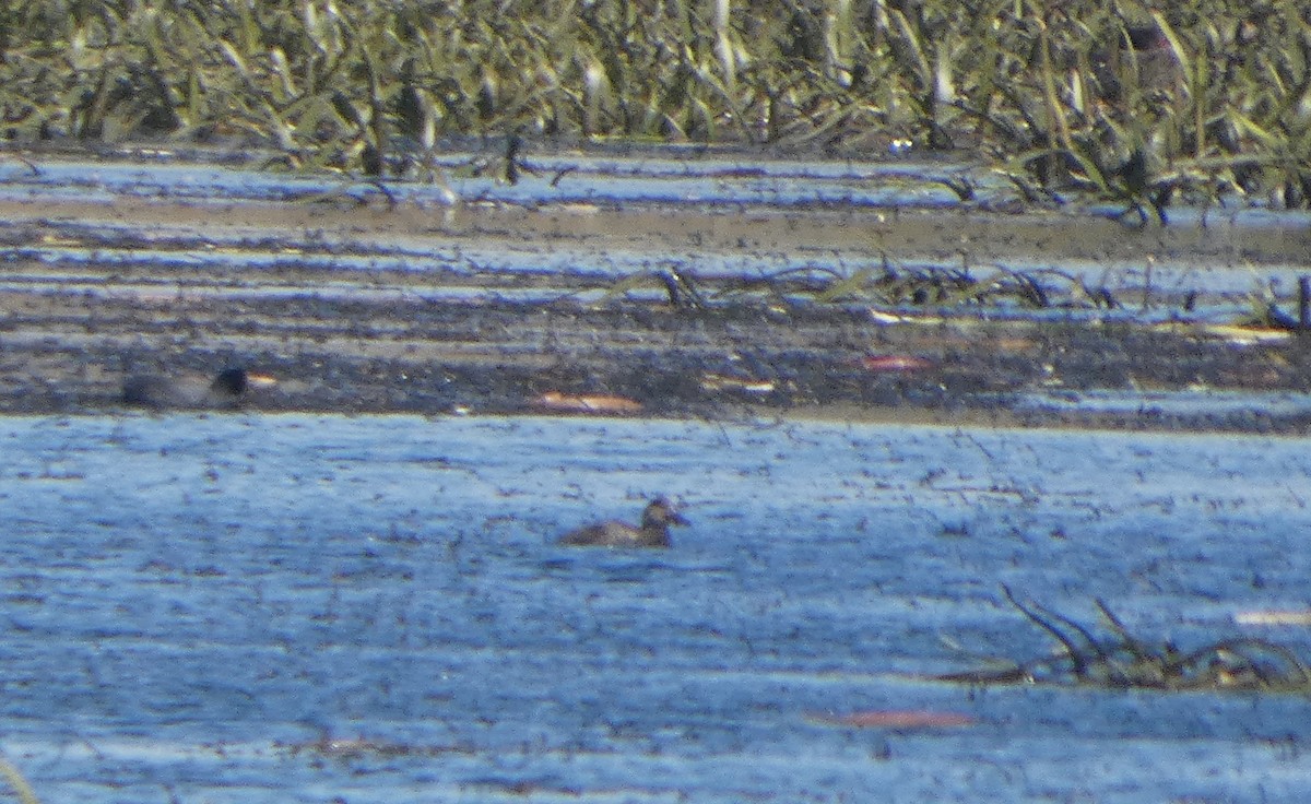 Gray Teal - ML644522841