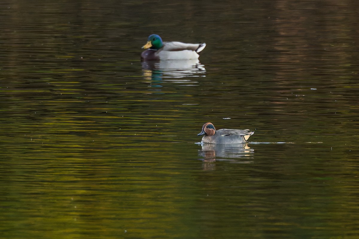 Green-winged Teal - ML644522844
