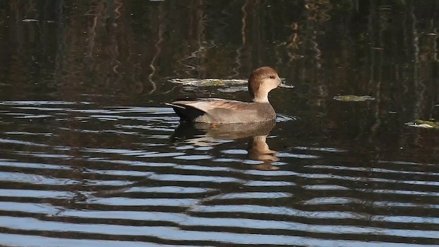 Серая утка - ML644522845
