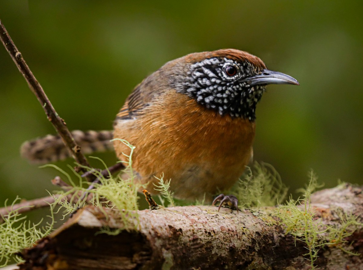 Rufous-breasted Wren - ML644522846