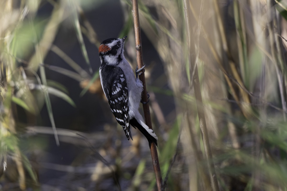 Downy Woodpecker - ML644522858