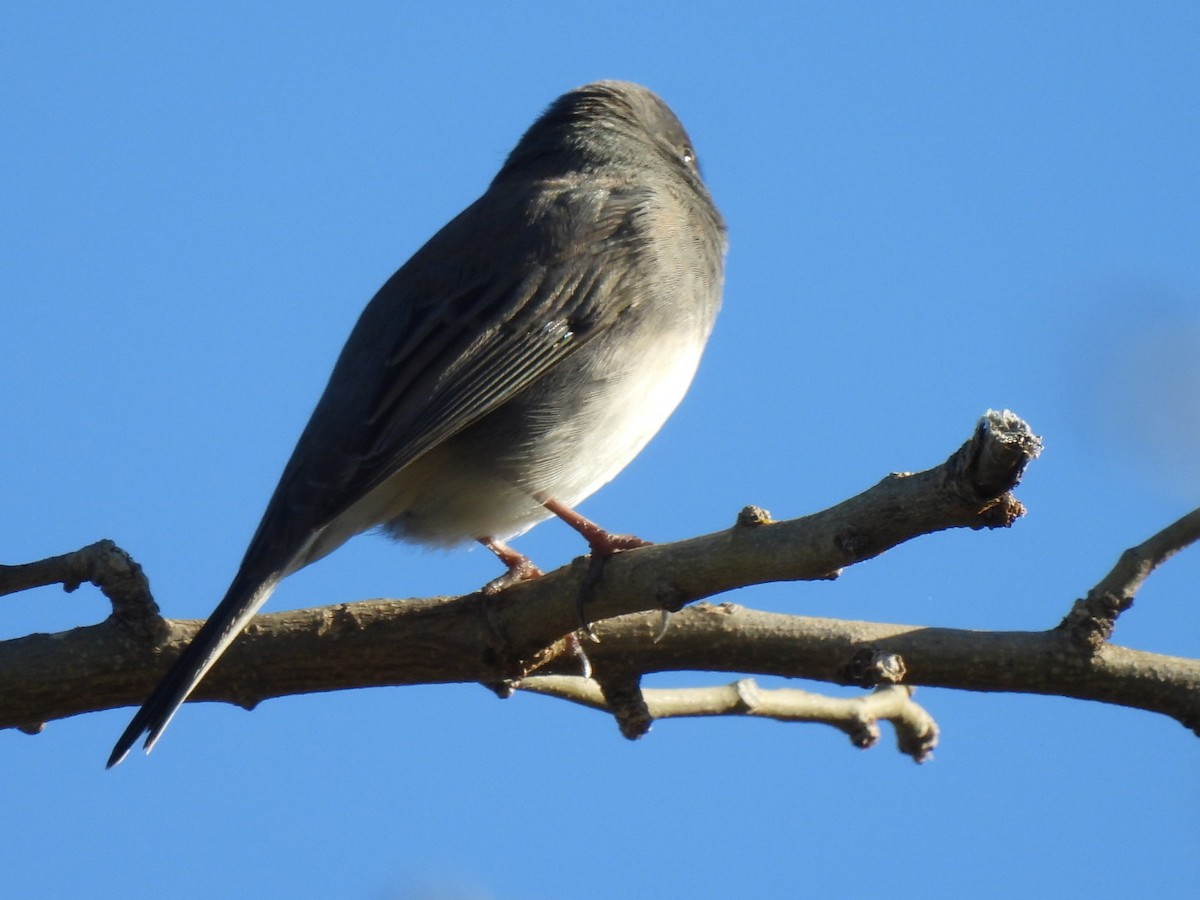Dark-eyed Junco - ML644522859