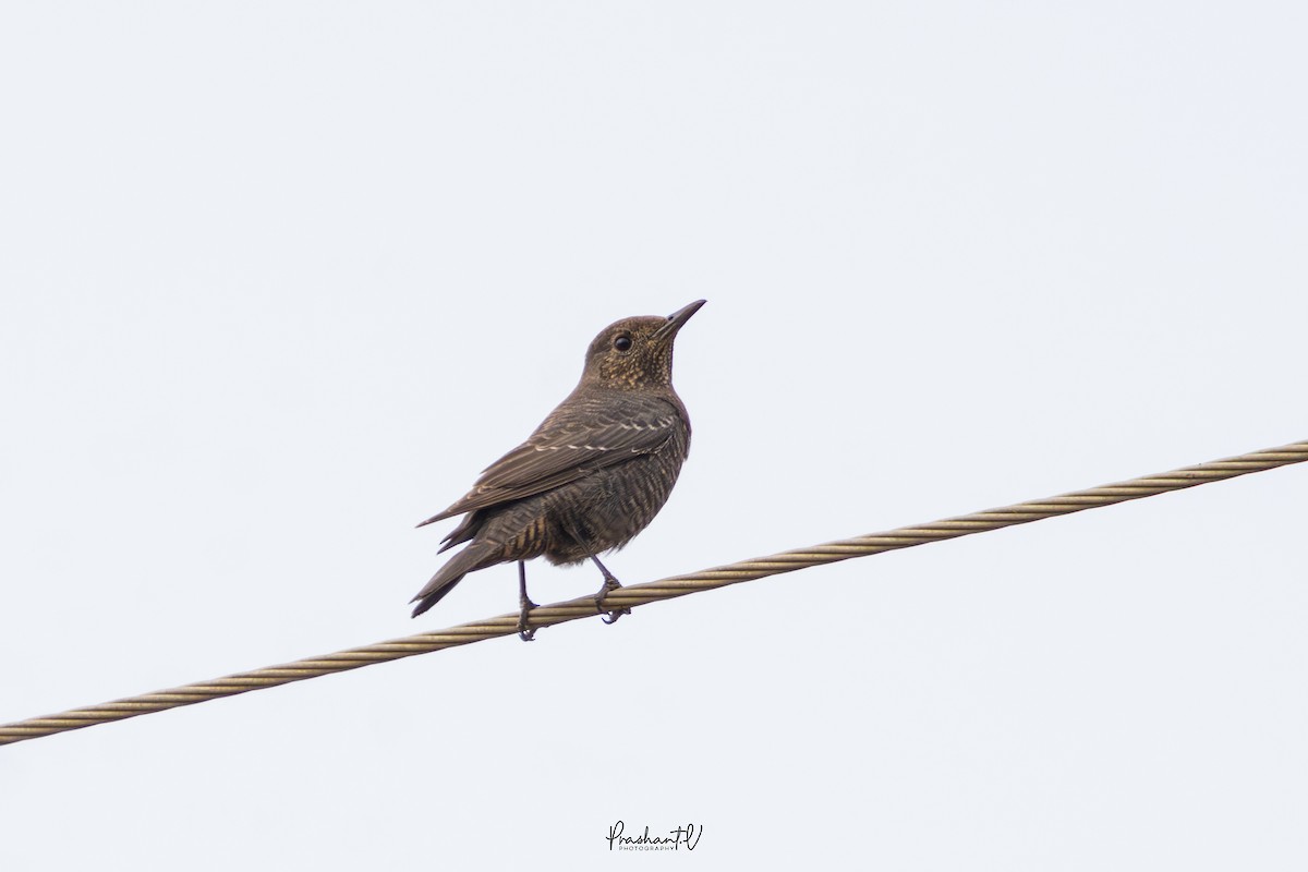 Blue Rock-Thrush - ML644522860