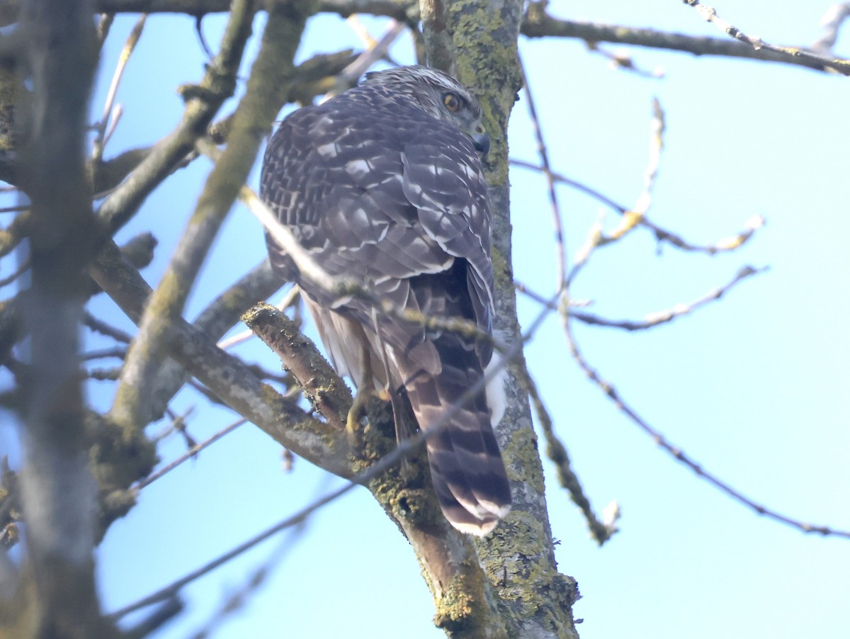 Aztore eurasiarra - ML644522862